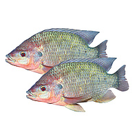 Tilapia (Oreochromis niloticus)