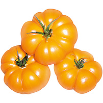 Tomaten- Tomaten gelb